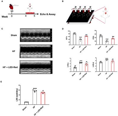 Light Emitting Diodes Photobiomodulation Improves Cardiac Function by Promoting ATP Synthesis in Mice With Heart Failure